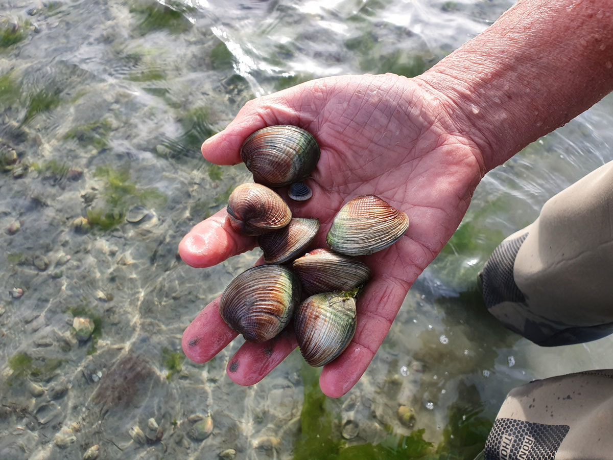 Little neck online clams